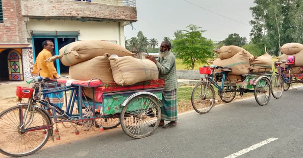 ক্ষেতলালে চলতি মৌসুমে ধানের ফলন ভালো হলেও দাম নিয়ে অসন্তোষ কৃষক