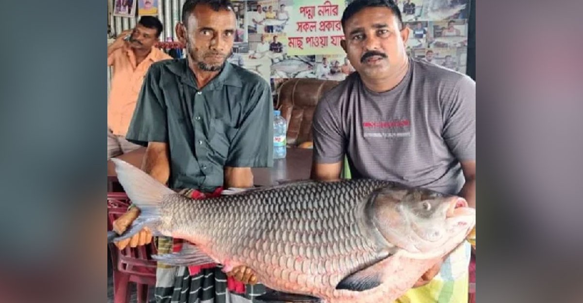 পদ্মার এক কাতলা ৫০ হাজারে বিক্রি