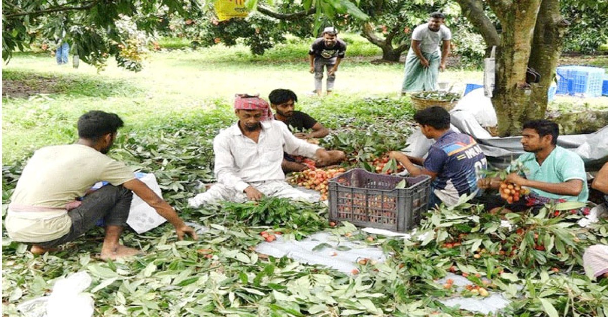 পাবনায় লিচুর ফলনে বিপর্যয়, দামে খুশি চাষিরা