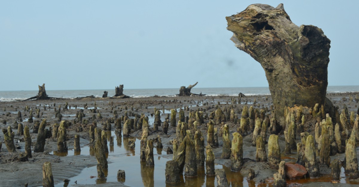 উপকূলে সমুদ্র এড়িয়া বাড়ছে, কমছে বনভূমি