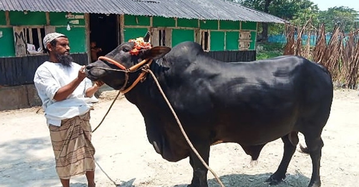 কলাপাড়ায় এবার কোরবানিতে হাট কাঁপাবে কালু চান্দু