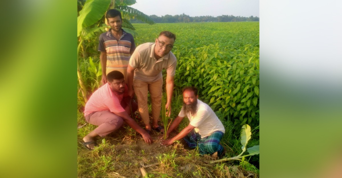 শ্রীপুরে ১০০ তাল গাছের চারা রোপন করলো চেয়ারম্যান মসিয়ার রহমান