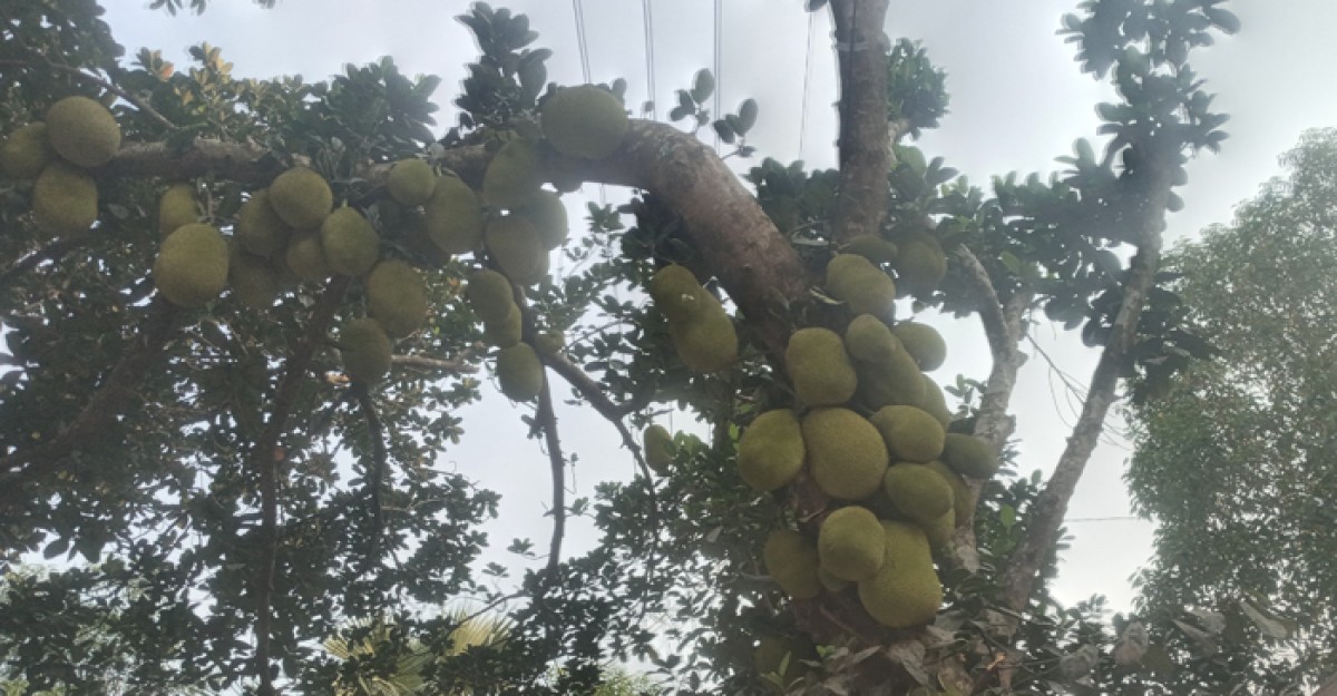 শ্রীপুরে গাছে গাছে কাঁঠাল পাকতে শুরু করছে