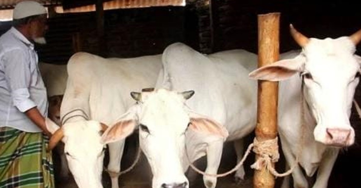 মুন্সীগঞ্জের ঐতিহ্য মিরকাদিমের ধবল গাই