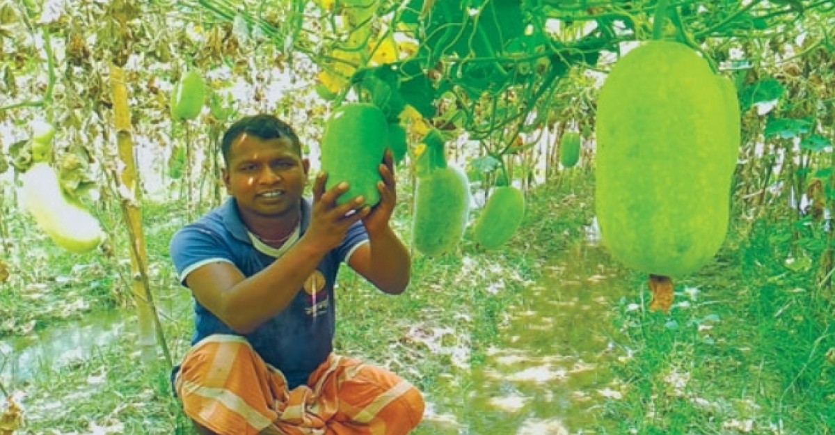 জলঢাকায় কৃষকের স্বপ্ন চাল কুমড়ায়