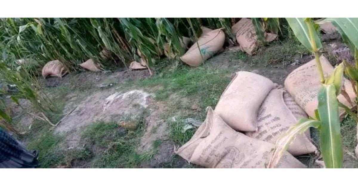 রংপুর ভুট্টা ক্ষেতে মিললো ভিজিএফের ৬০ বস্তা চাল