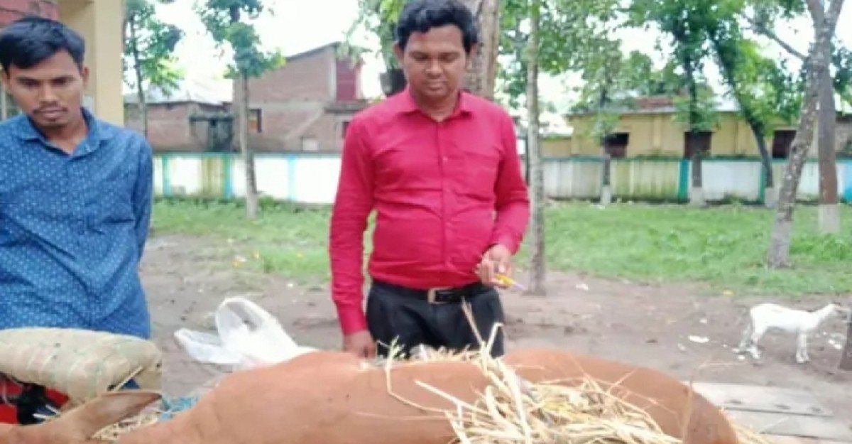 জলঢাকায় গরুর এলএসডি ও পক্সচাল ভাইরাস রোগে আতঙ্কে সাধারণ মানুষ