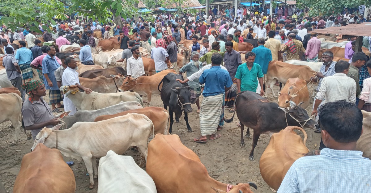 পঞ্চগড়ে পশুর হাটে দেশি গরুর পর্যাপ্ত আমদানি, জমেনি কেনা-বেচা
