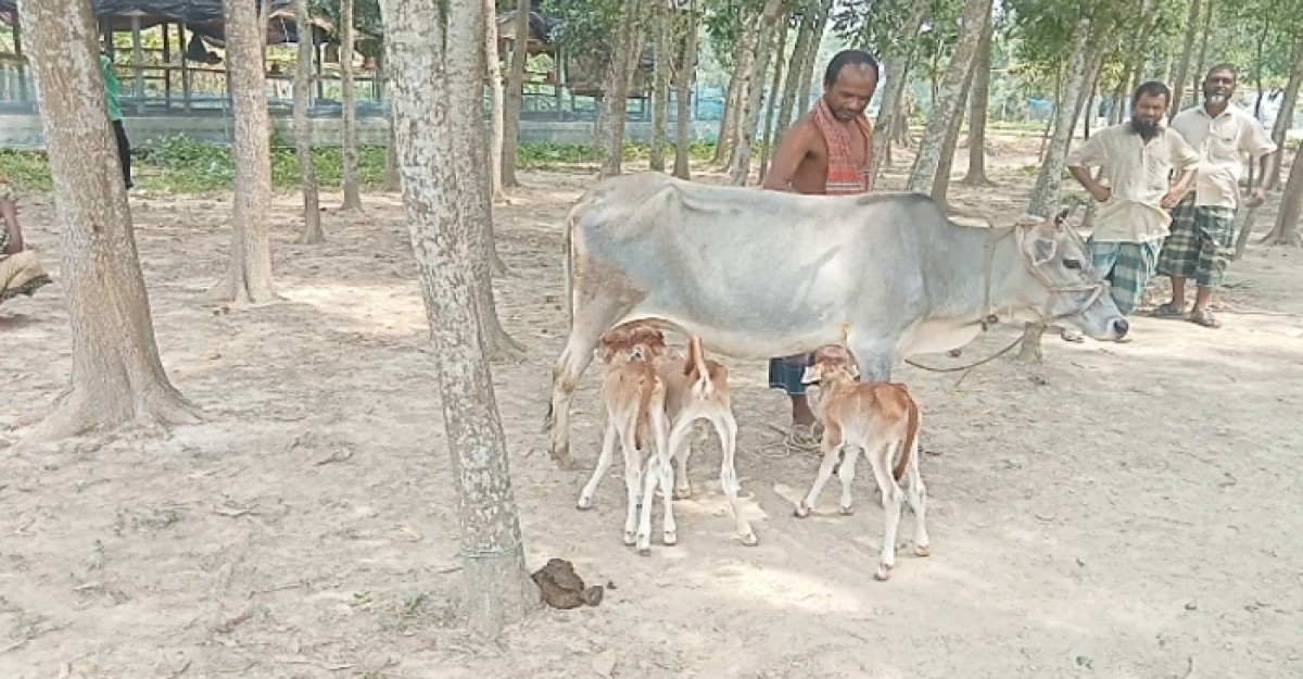 ঘাটাইলে একসাথে তিন বাচ্চা প্রসব করলো গাভী