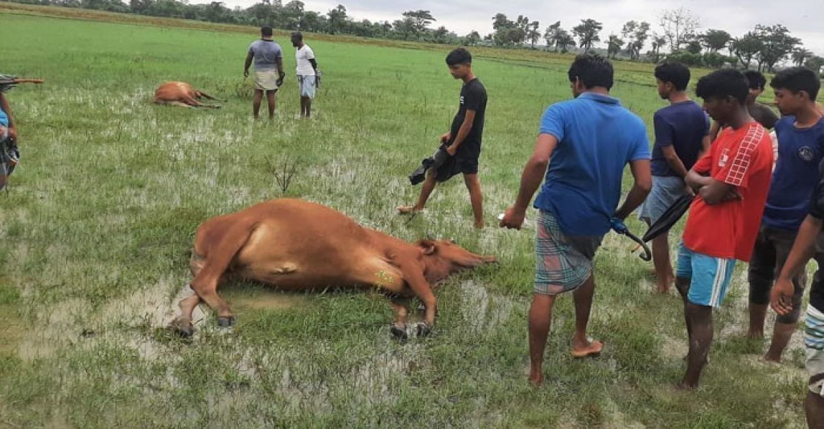 মিরসরাইয়ে বজ্রপাতে মারা গেল কৃষকের কোরবানীর গরু