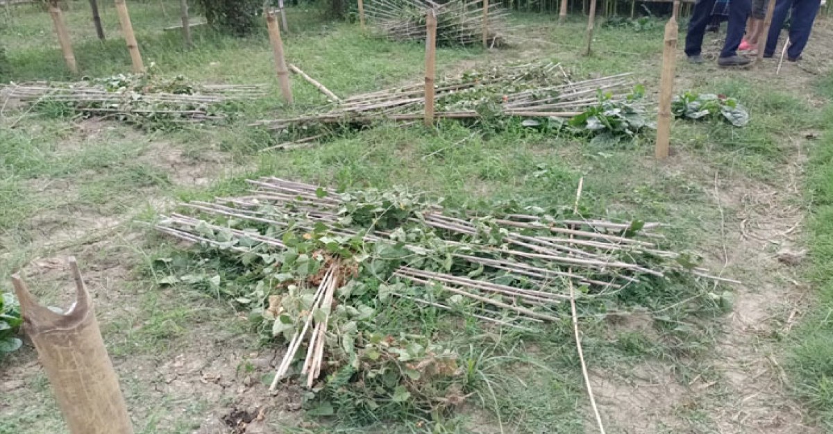 শ্রীপুরে শত্রুতার জেরে কৃষকের পটল গাছ কাটল দুর্বৃত্তরা