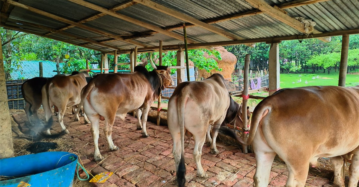কক্সবাজারে কোরবানির জন্য প্রস্তুত ১ লাখ ৫১ হাজার ৬২২ গবাদিপশু