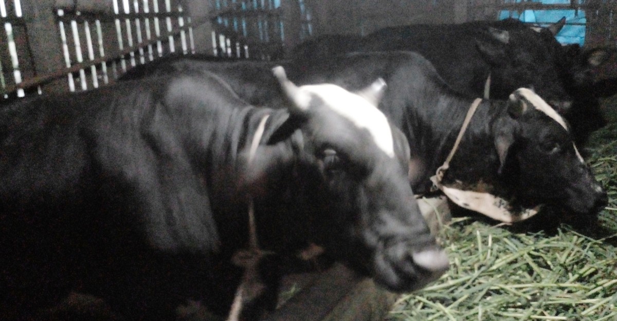 শ্রীনগরে চাহিদার চেয়ে যোগান বেশি কোরবানির পশুর