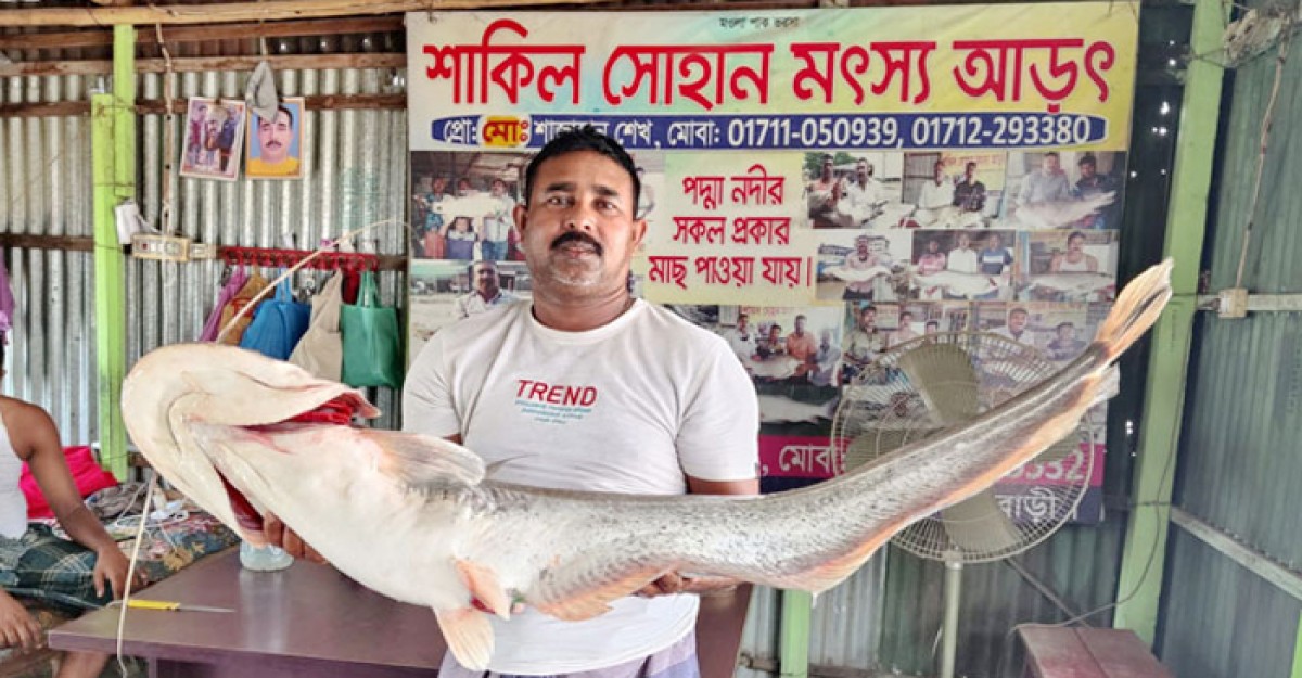 ২৫ হাজারে বিক্রি হল পদ্মার বোয়াল