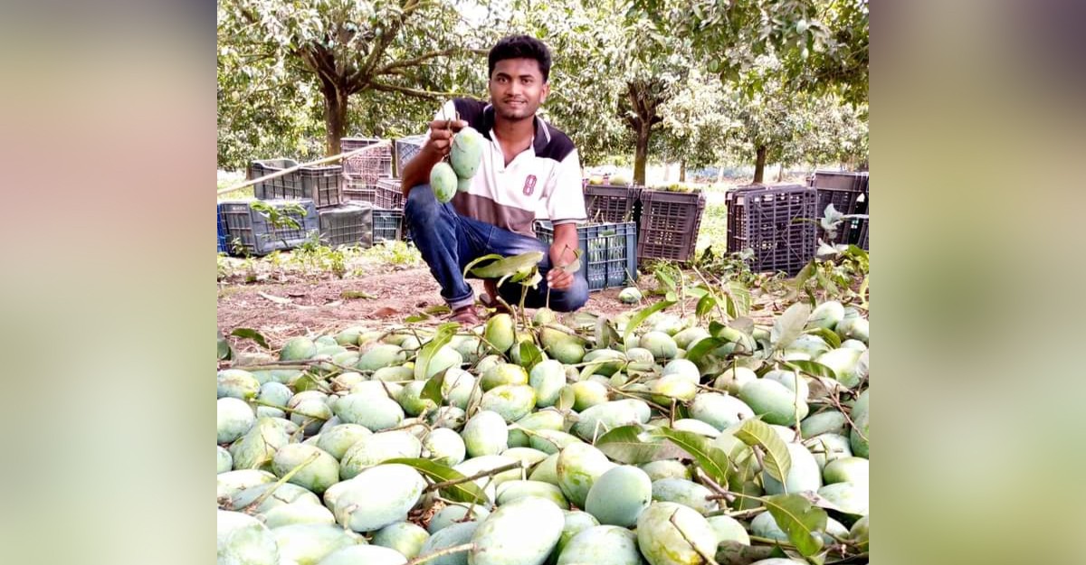 অনলাইনে আম বিক্রি করে সাড়া ফেলেছেন ঢাকা কলেজের ছাত্র রবি
