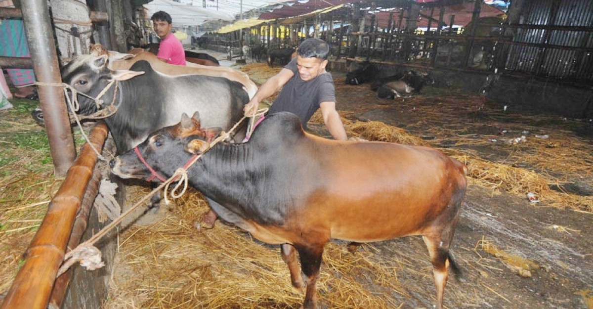 শুক্রবার থেকে হাটে জমতে পারে পশু কেনাবেচা