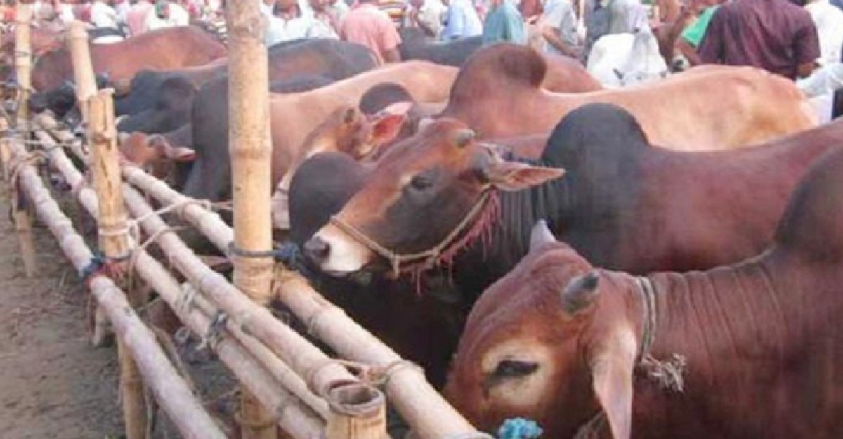 কোরবানির পশুর হাট তদারকিতে থাকবে মনিটরিং টিম