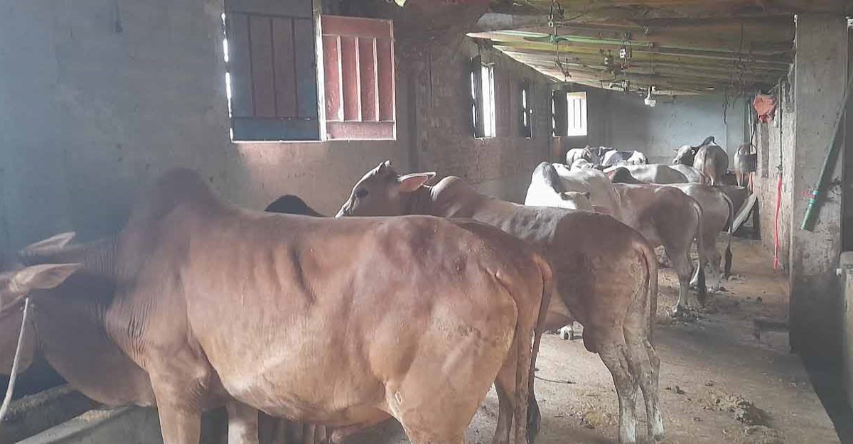 চিরিরবন্দরে কোরবানির জন্য সাড়ে ২৮ হাজার পশু প্রস্তুত