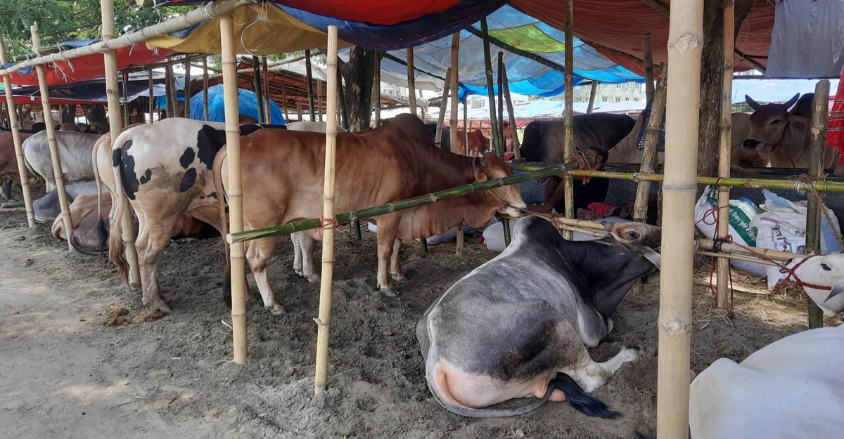 হাটে গরু থাকলেও ক্রেতা নেই