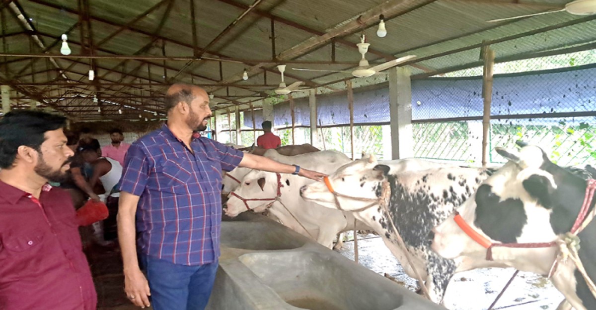শ্রমিকদের মাংস খাওয়াতে গরুর খামার করেছেন মাসুদ