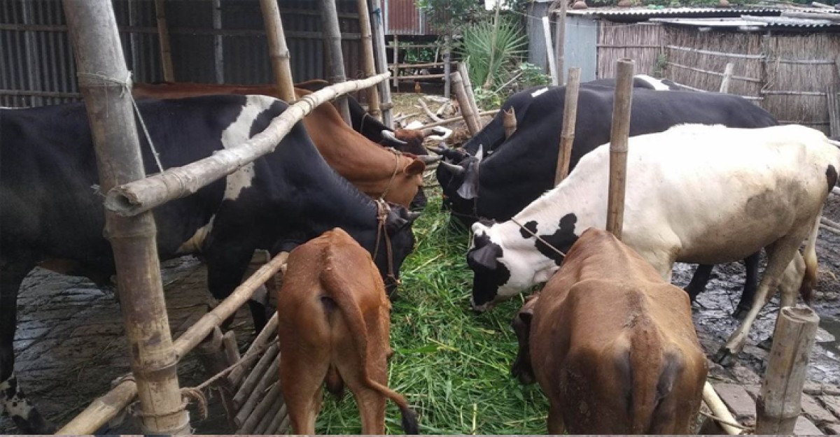 ঈদ সামনে রেখে প্রস্তুত বেড়ার ৩৯ হাজার কোরবানির পশু