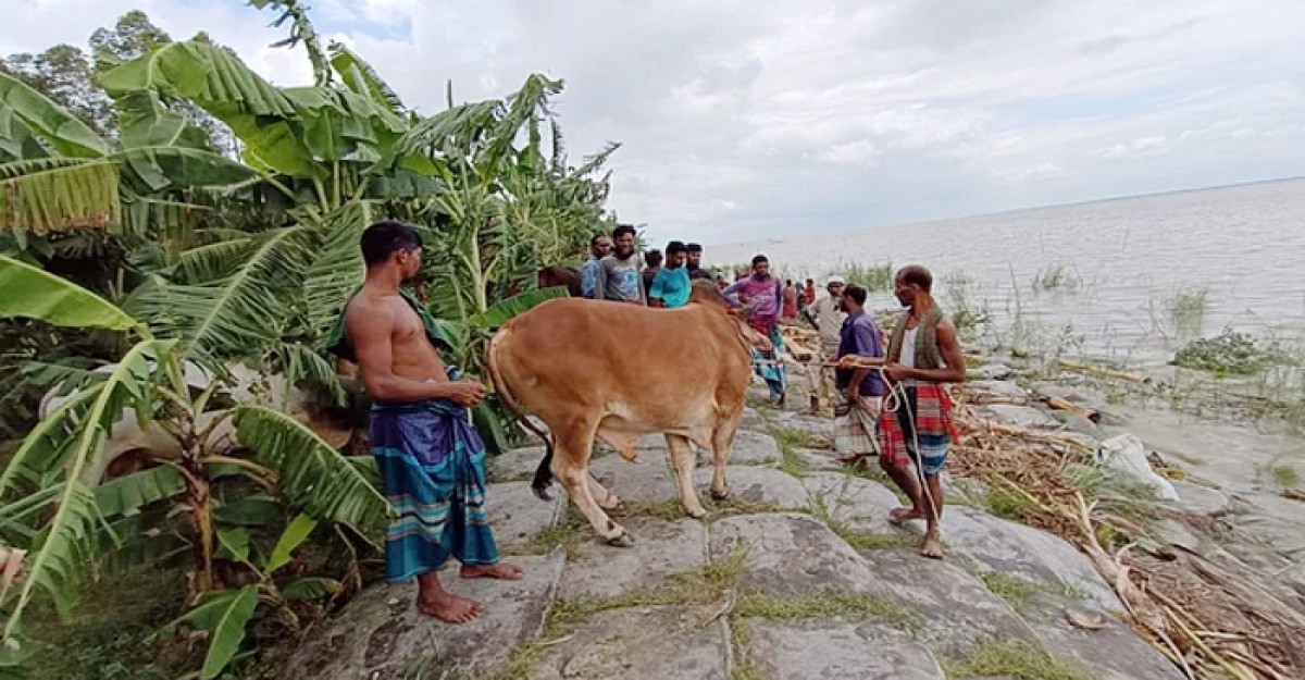 পদ্মায় ৪৮টি গরু নিয়ে ডুবে গেল ট্রলার