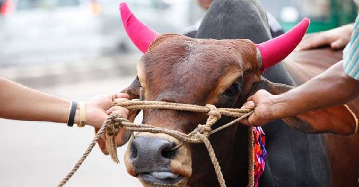 মোহাম্মদপুরে যুবককে কুপিয়ে গরু ছিনতাই