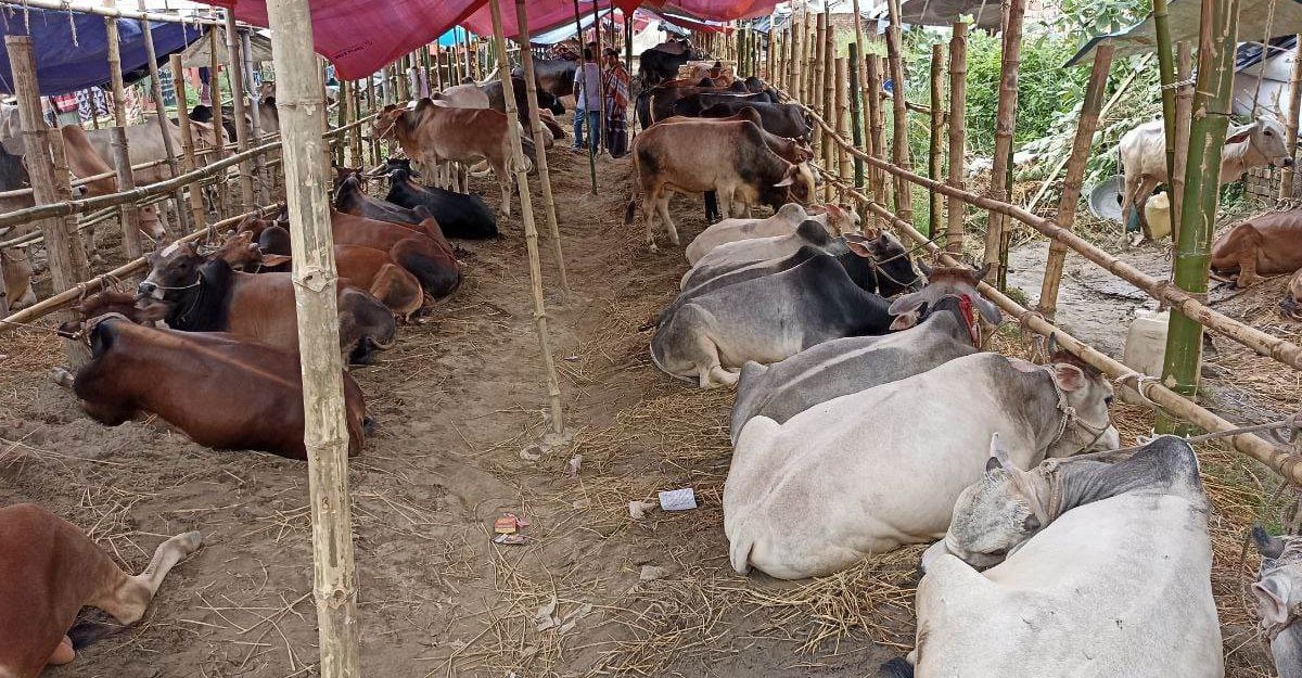গরু কিনতে গিয়ে বিপাকে কম বাজেটের ক্রেতারা