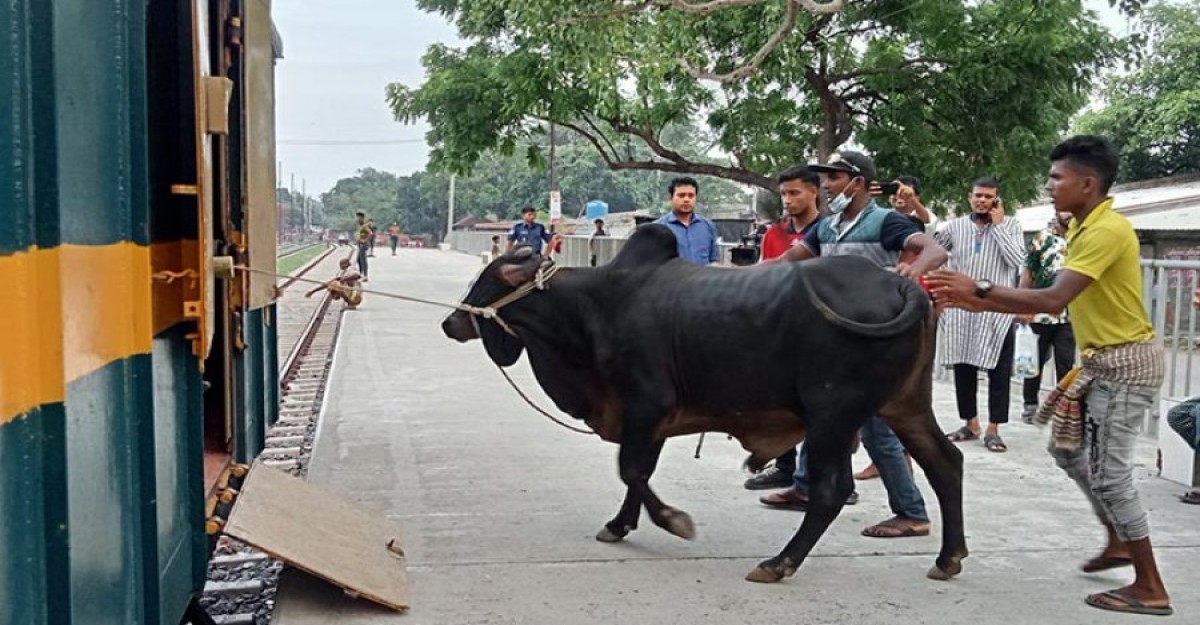 ট্রেনে ঢাকায় আনতে গরুপ্রতি খরচ হবে ৫৯২ টাকা