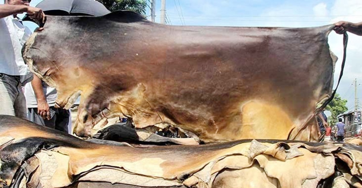কোরবানির গরুর চামড়ার নতুন দাম নির্ধারণ