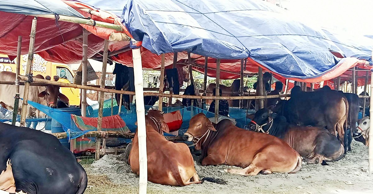 বৃষ্টি বাগড়া দিতে পারে কোরবানির পশুর হাট