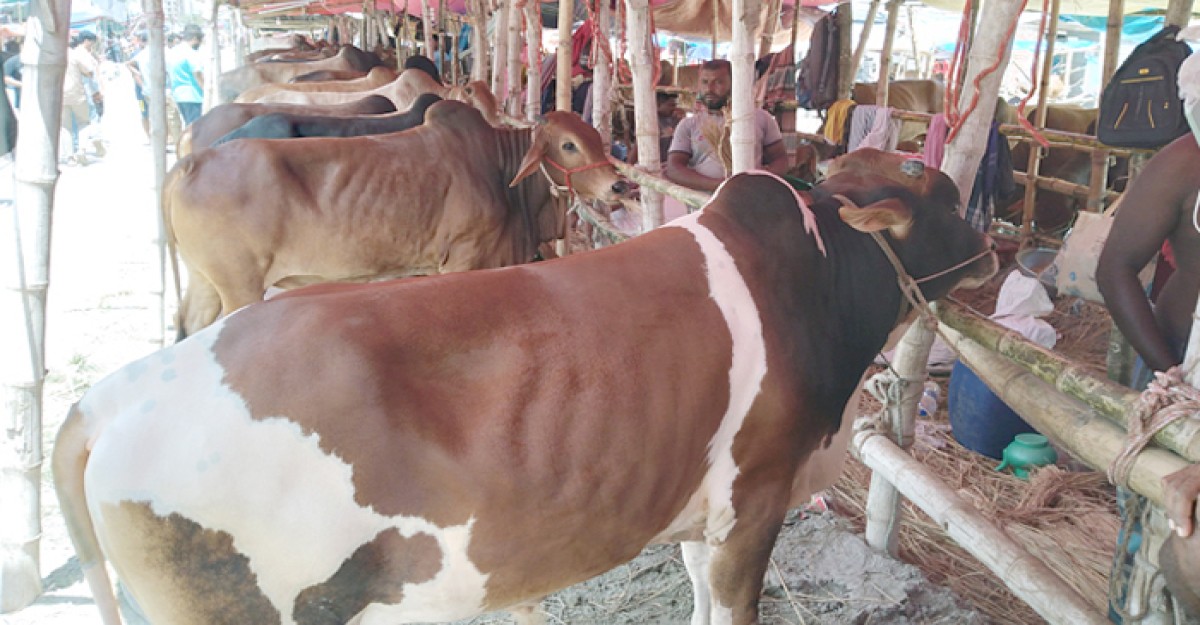 রাজধানীর হাটে পশুর দাম বেশি, ক্রেতা কম