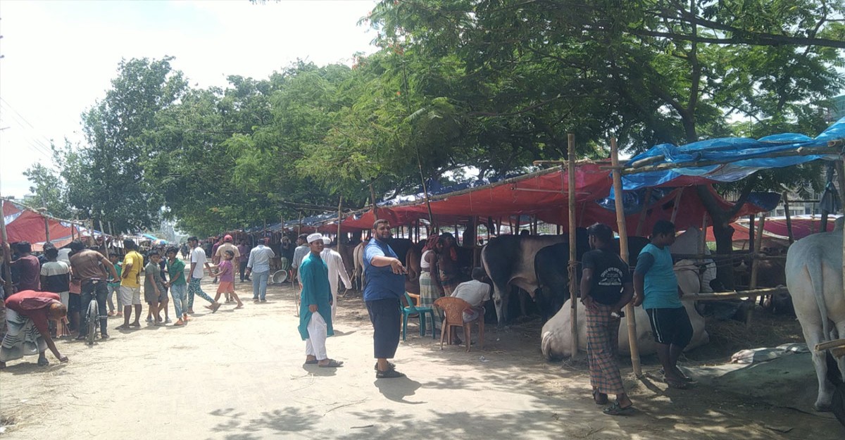 হাটে ছোট গরুর চাহিদা বেশি, বড় গরুতে আগ্রহ নেই