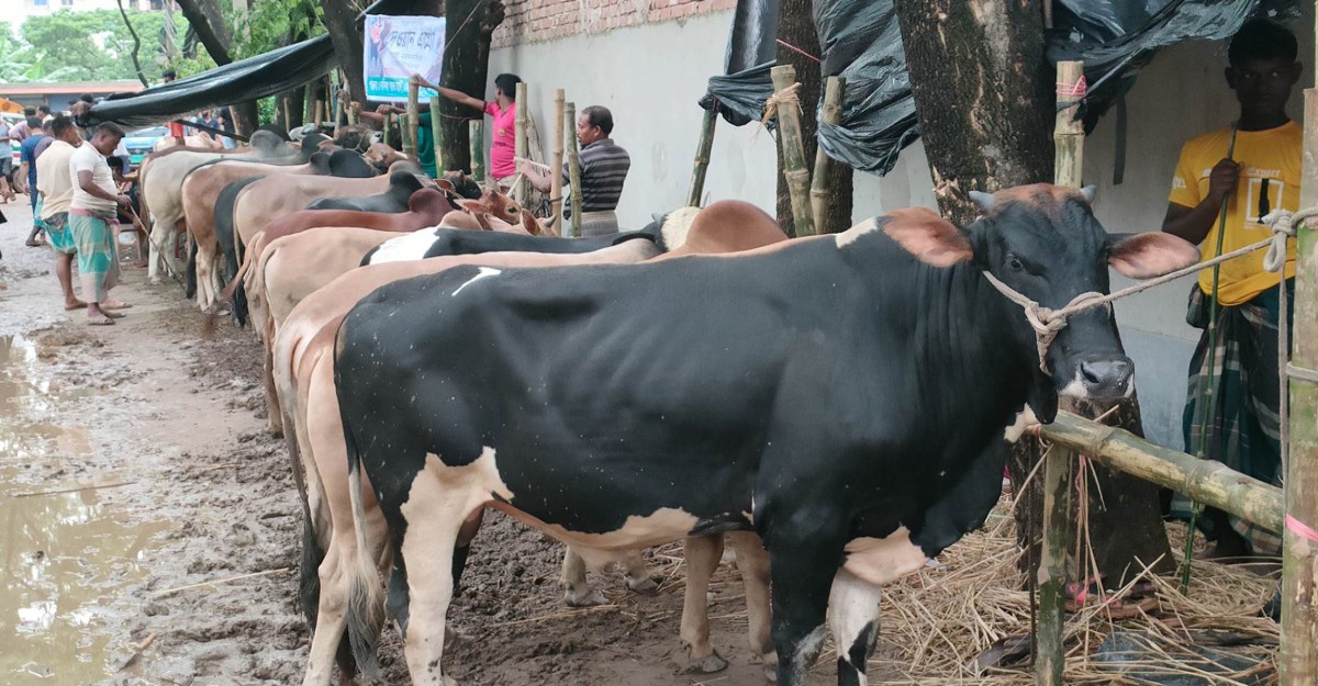 লাখের নিচে মিলছে না মাঝারি আকারের গরু