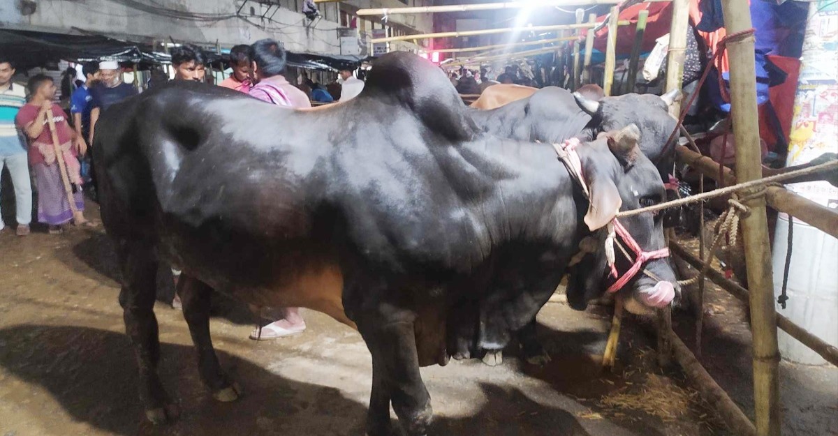 ক্রেতাদের চাহিদার তুঙ্গে ছোট গরুর, দাম চড়া