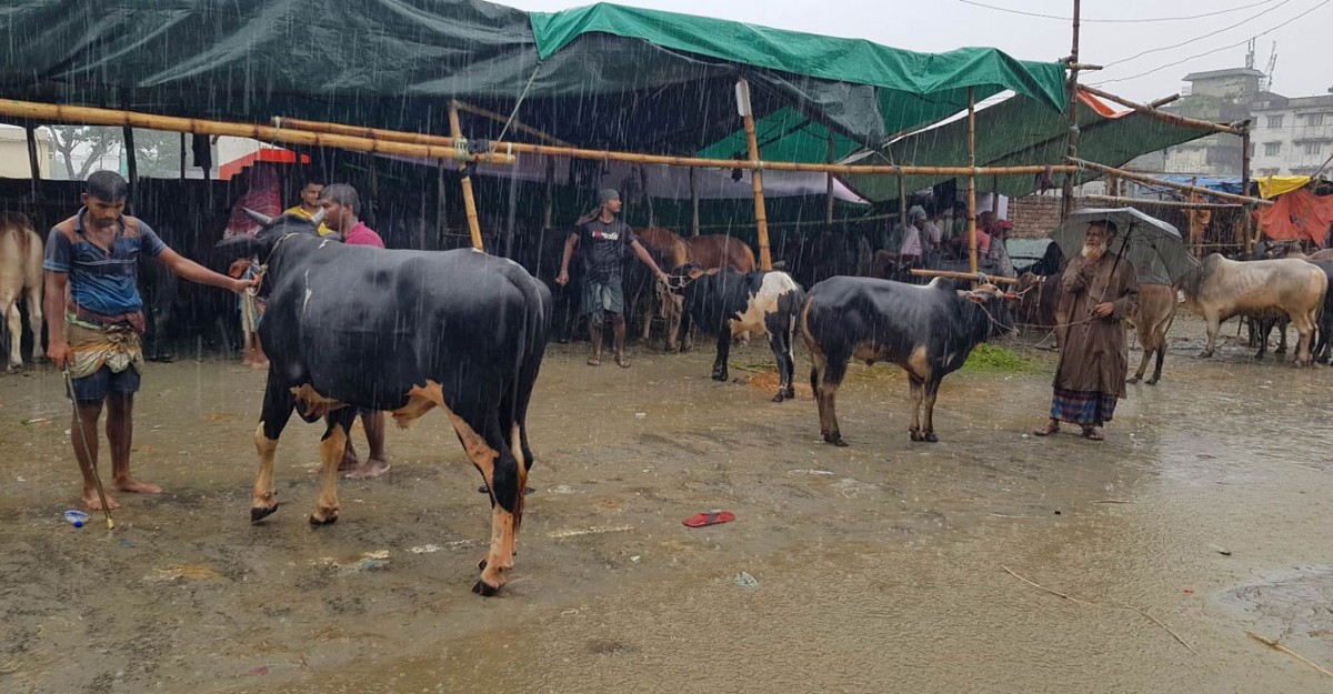 পশুর হাটে বৃষ্টিতে ভোগান্তি চরমে, ক্রেতার মুখে হাসি