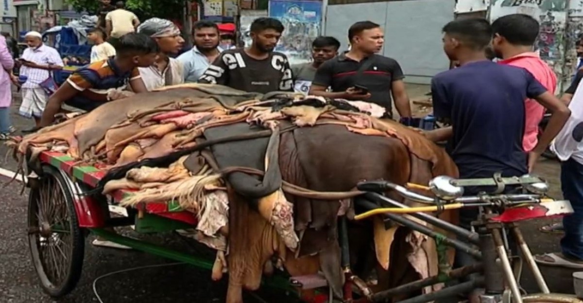 রাজধানীর বিভিন্ন প্রান্ত থেকে পোস্তায় আসছে পশুর চামড়া