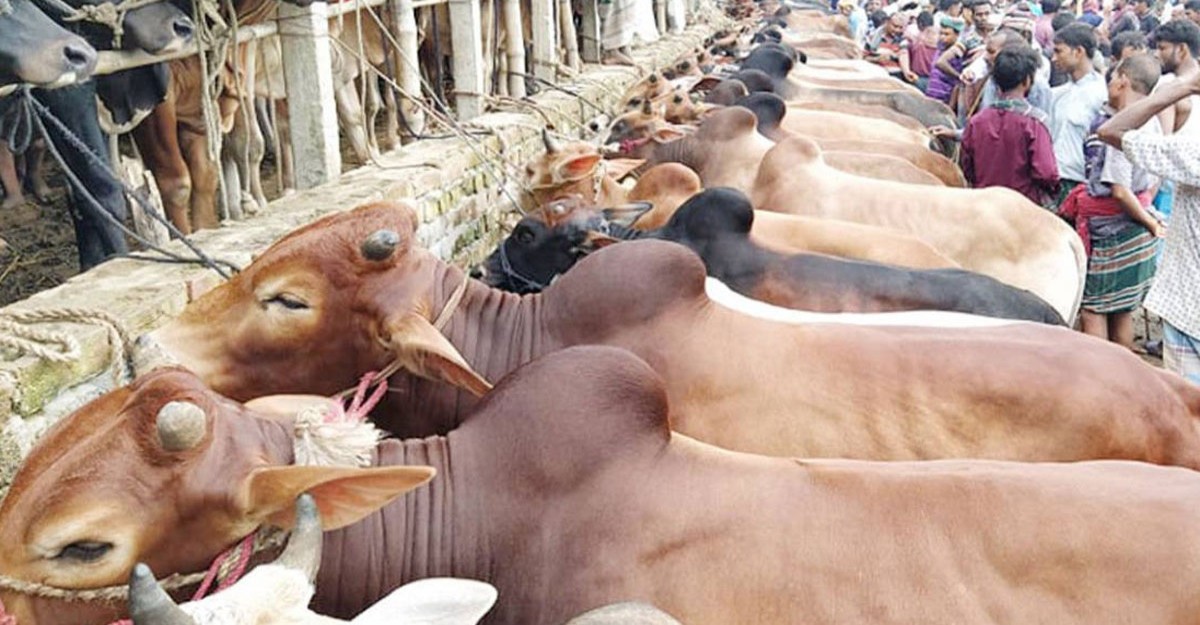 ঈদুল আজহায় ৯৫ লাখ পশু বিক্রি