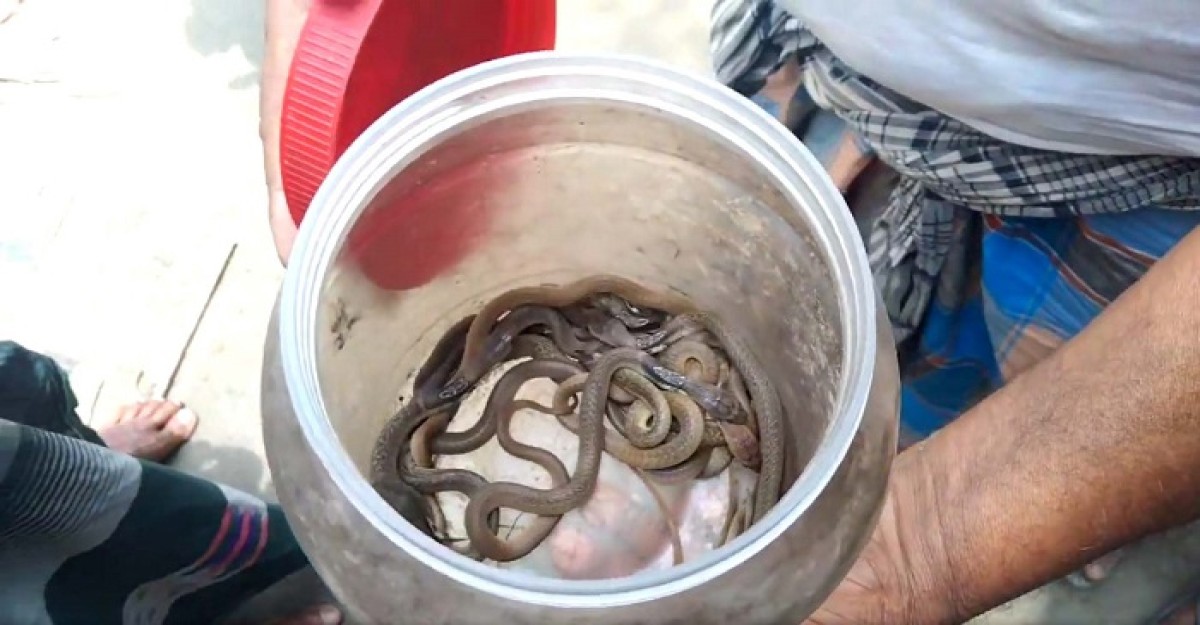 শোয়ার ঘরে মিললো বিষধর গোখরা সাপের ২০ বাচ্চা