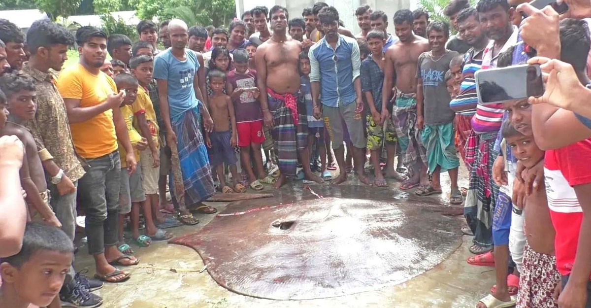 নড়াইলে ৮০ হাজারে বিক্রি হলো ৫ মণের শাপলা পাতা মাছ