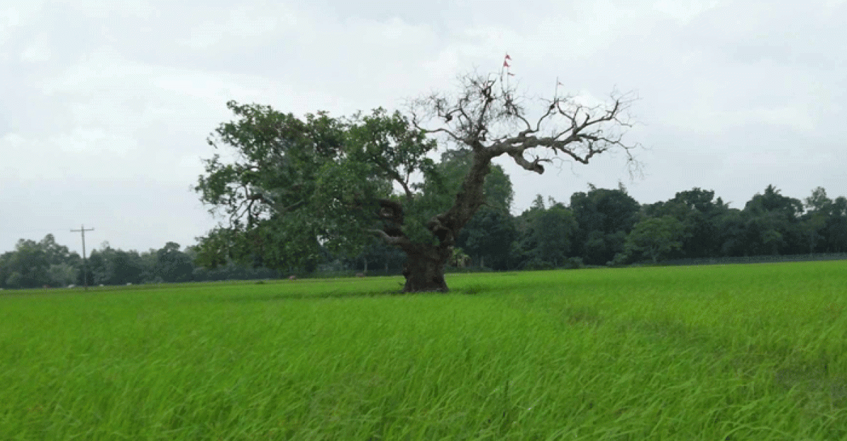 ঘাটাইলে কালের সাক্ষী হয়ে দাঁড়িয়ে আছে অজানা বয়সের হিজল গাছ