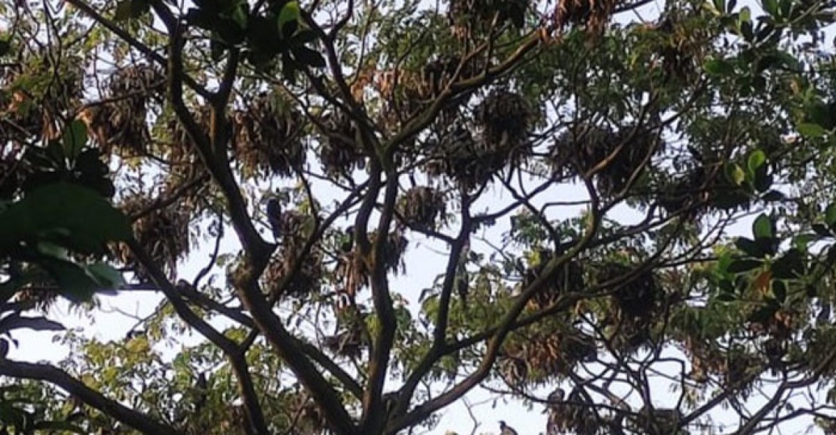 শ্রীনগরে পানকৌড়ির কলরব,গাছের মগডালে শতশত বাসা