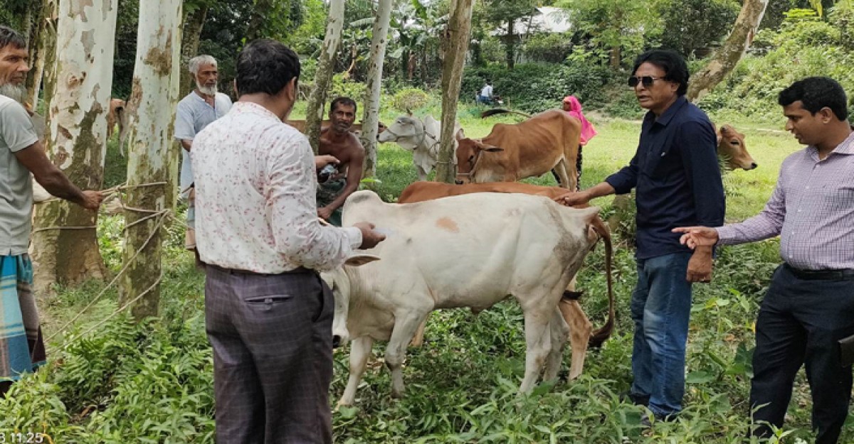 সরিষাবাড়ীতে ৫ শতাধিক গবাদি পশুকে টিকা প্রদান