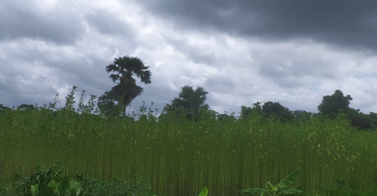 নগরকান্দা-সালথায় পানি সঙ্কটে বিপাকে কৃষক