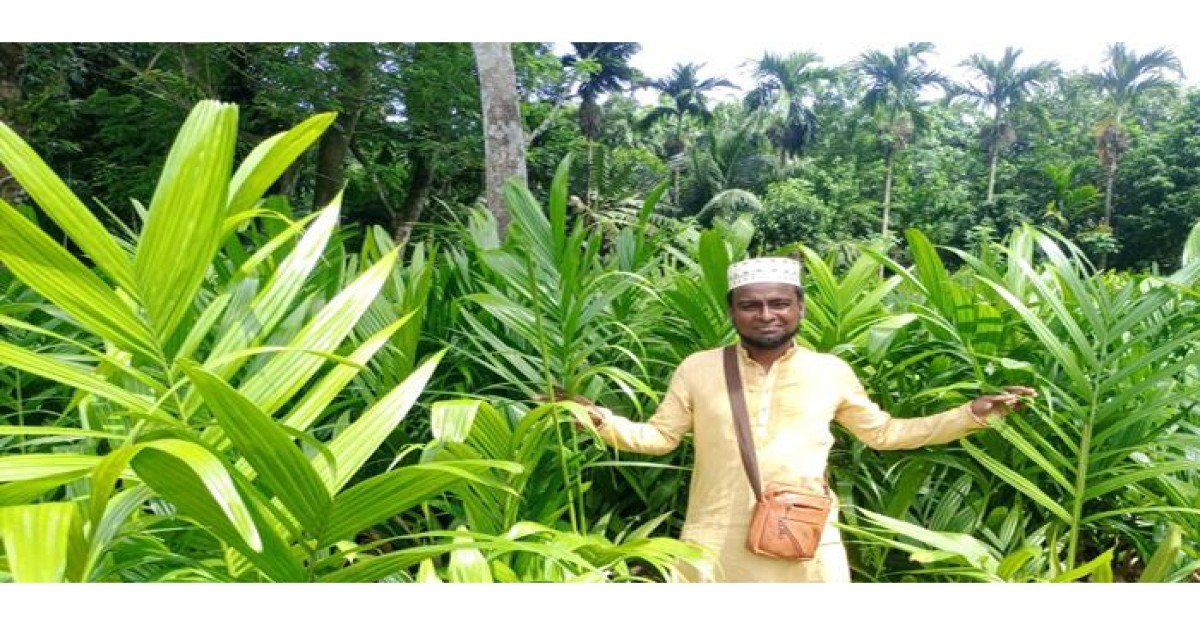 সুপারির চারা বিক্রি করে ভাগ্যবদল ইসহাক আলীর