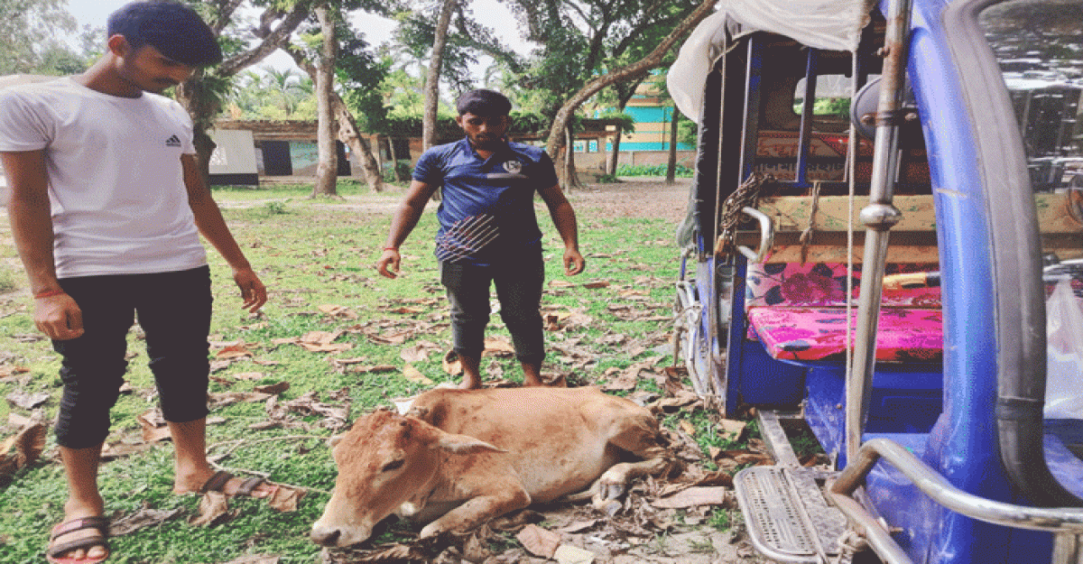 ফুলবাড়ীতে গরুর লাম্পি স্কিন রোগে এক মাসে অর্ধশতাধিক গরুর মৃত্যু