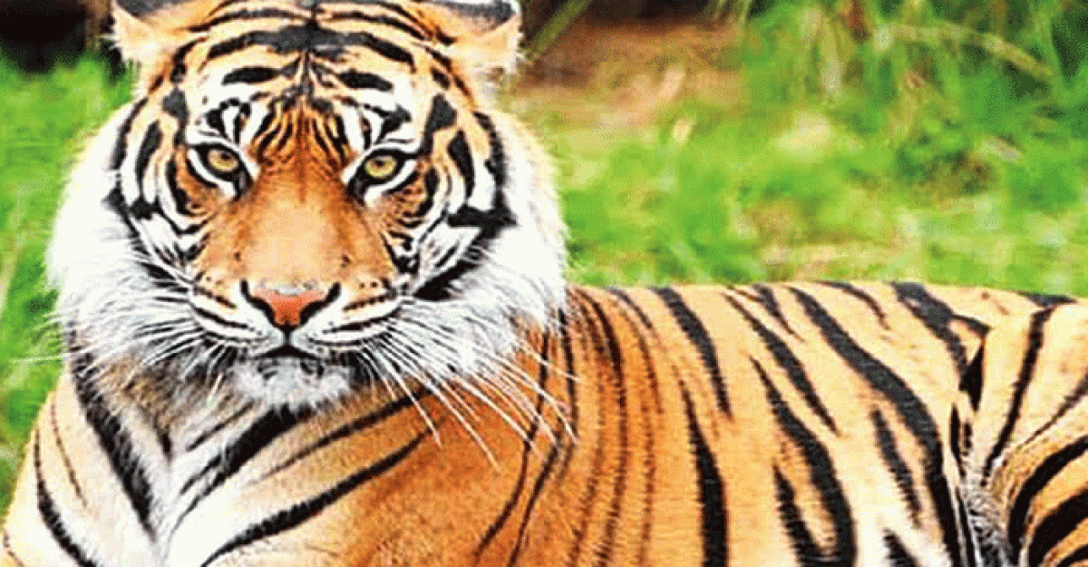 বনবিভাগের তৎপরতায় বেড়েছে সুন্দরবনে বাঘ