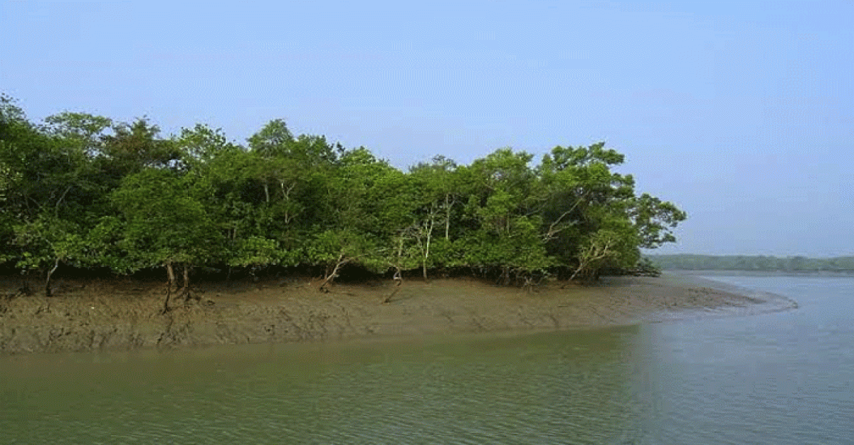 দেশের সর্ববৃহৎ মৎস্য উৎপাদন খাত সুন্দরবন তিন মাস বন্ধ