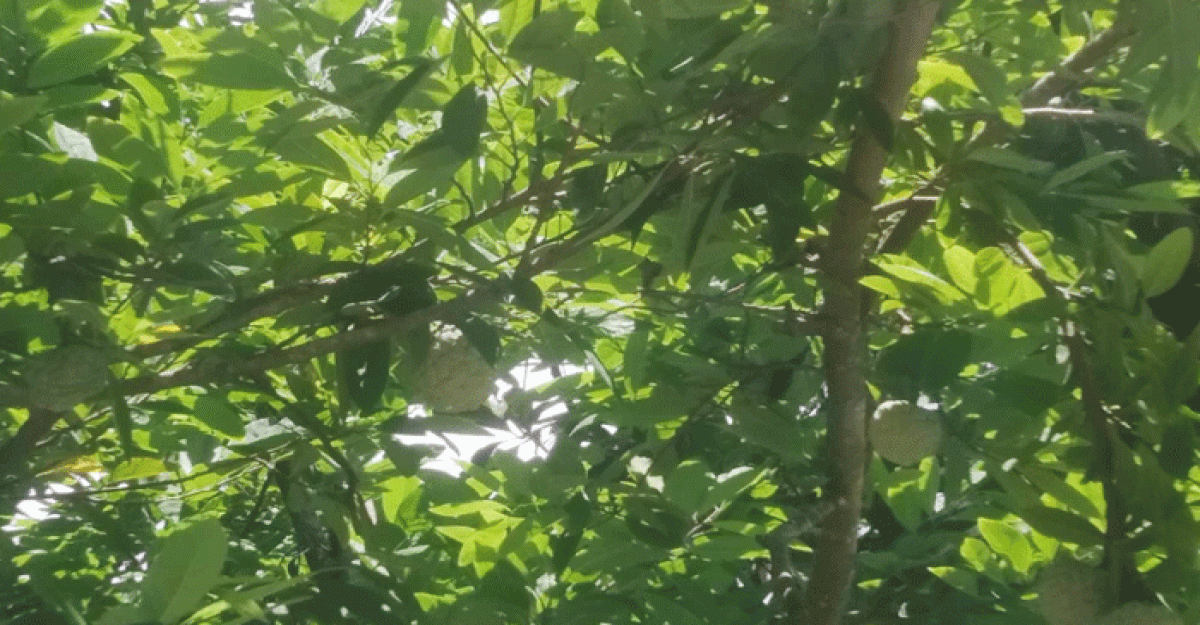 বিলুপ্তি প্রায় ‘মেওয়া’ ফল