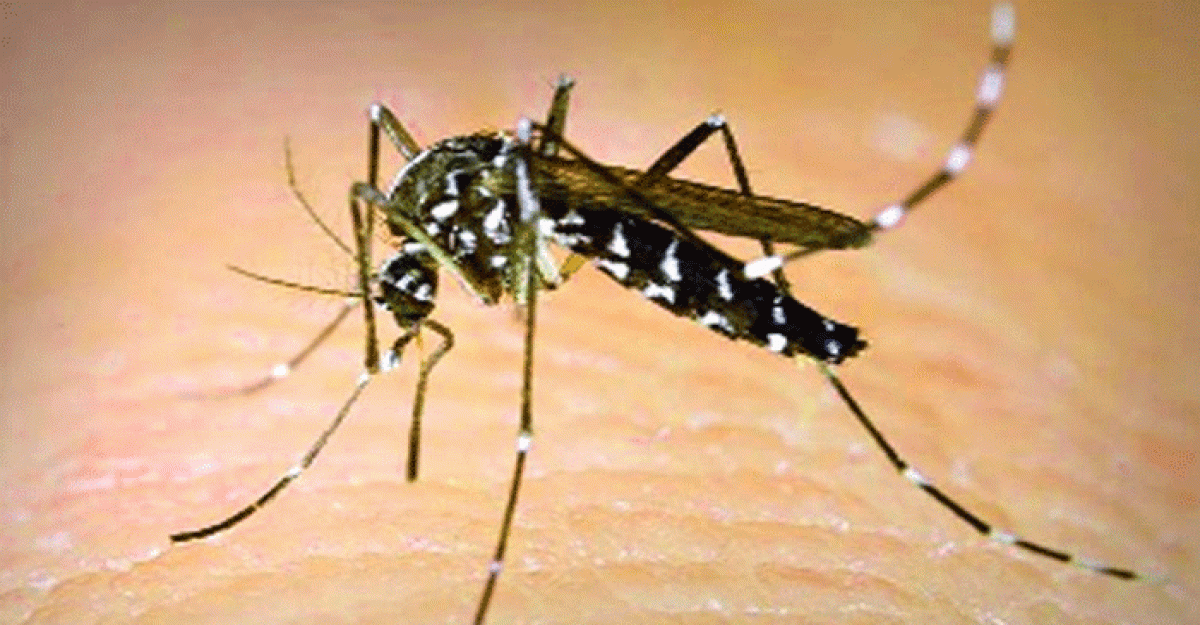 ভোলার চরফ্যাশনে ডেঙ্গু জ্বরে এক নারীর মৃত্যু!